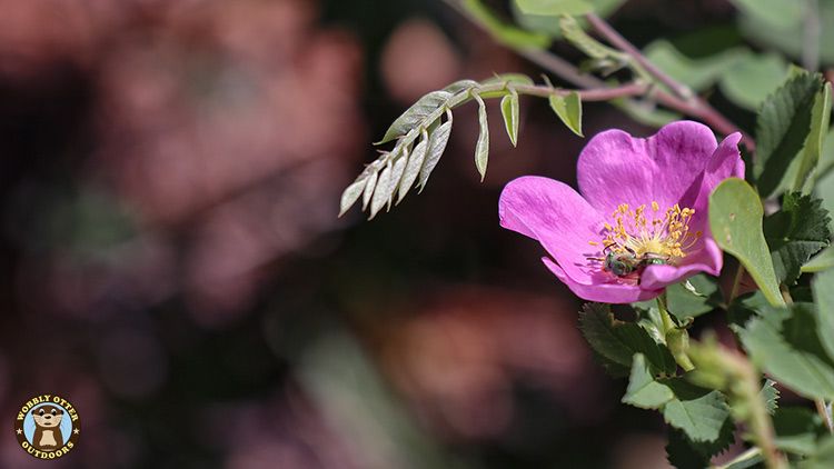 Sweat Bee