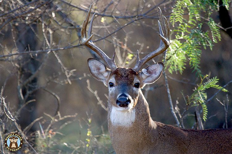 Whitetail Deer Buck