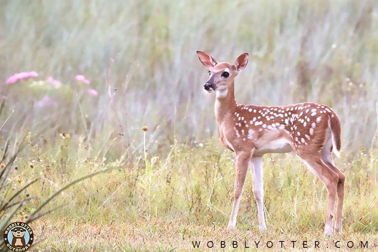 Whitetail Deer Fawn